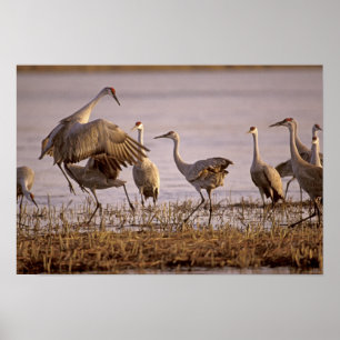 Póster Sandhill Cranes Grus canadensis) Platte