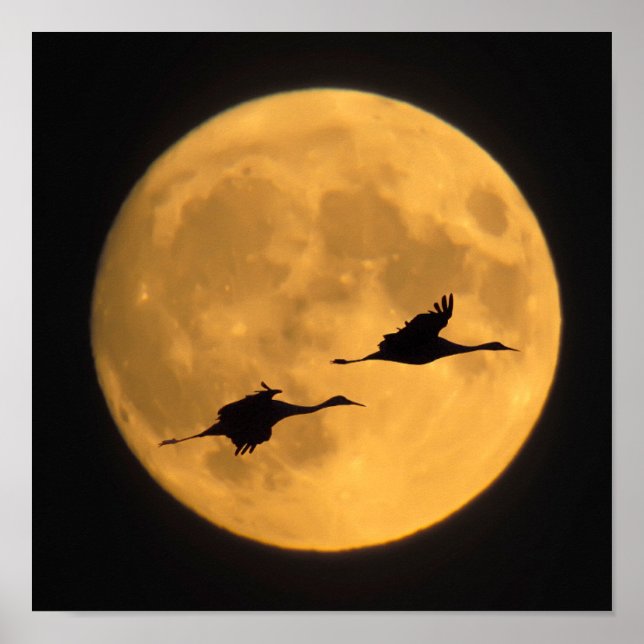 Póster Sandhill Cranes | Reserva Nacional de Vida Silvest (Frente)
