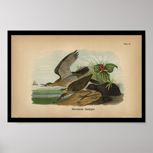 Póster Sandpiper bartramiano impreso en 1890 (Frente)