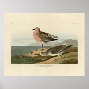 Póster Sandpiper de pecho rojo, los pájaros de América de