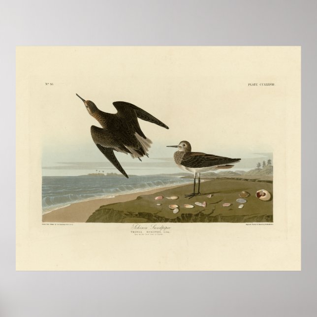 Póster Sandpiper de Schinz de los pájaros de América de A (Frente)