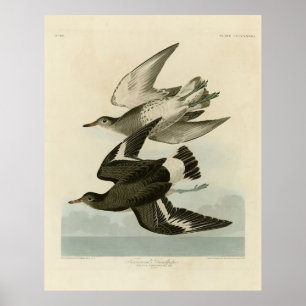 Póster Sandpiper de Townsend - Aves de América de Audubon