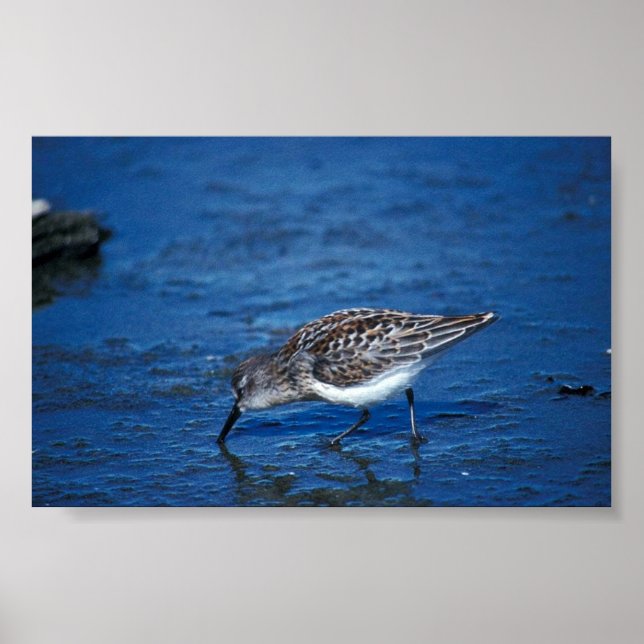 Póster Sandpiper Occidental (Frente)