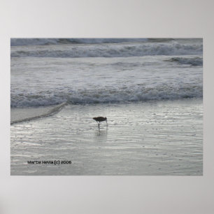 Póster Sandpiper solitario en la playa de Watsonville