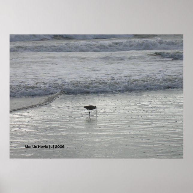 Póster Sandpiper solitario en la playa de Watsonville (Frente)