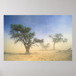 Póster Sandstorm In Kalahari Desert, Kgalagadi