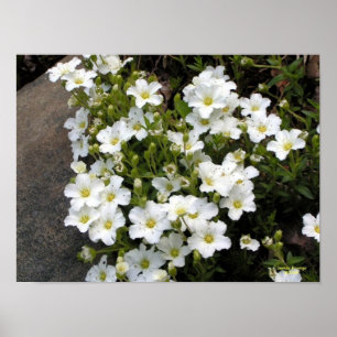 Póster Sandwort Poster