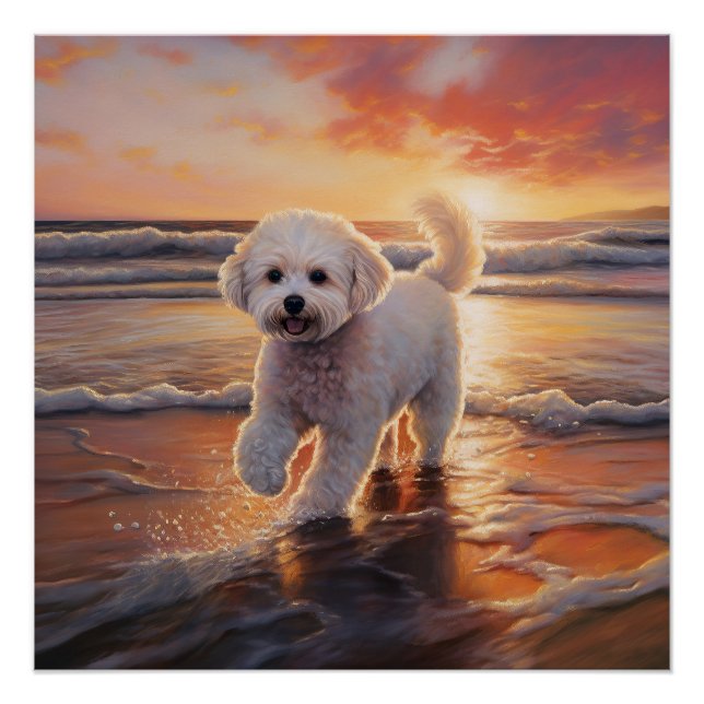 Póster Sandy Paws Bichon Frise Dog en Beach Sunset (Anverso)