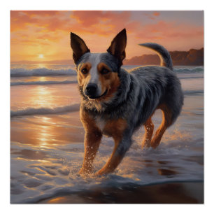 Póster Sandy Paws Perro Ganadero Australiano en Puesta de