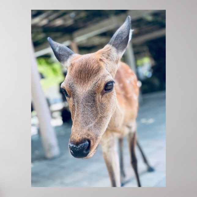 Póster Sanftes Nara Reh Japan Wildlife (Frente)