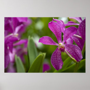 Póster Sánscrito de Singapur para Ciudad León). Nacional