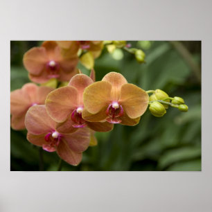 Póster Sánscrito de Singapur para Ciudad León). Nacional 