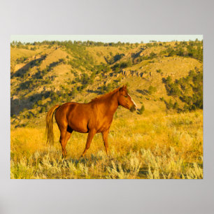 Póster Santuario de Caballos Salvajes.