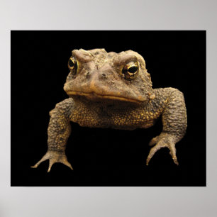 Póster Sapo americano
