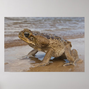 Póster Sapo Cane Rhinella marina, previamente Bufo