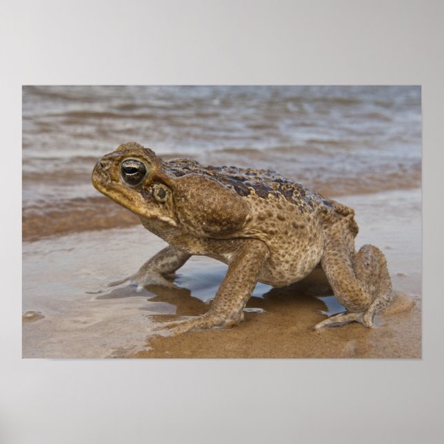 Póster Sapo Cane Rhinella marina, previamente Bufo (Frente)