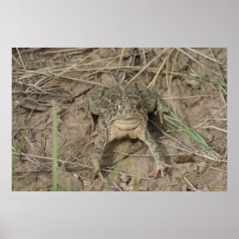 Póster Sapo de la pradera R10