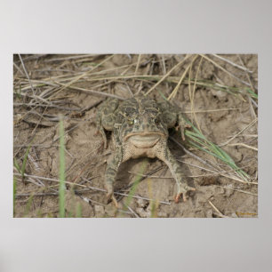 Póster Sapo de la pradera R10