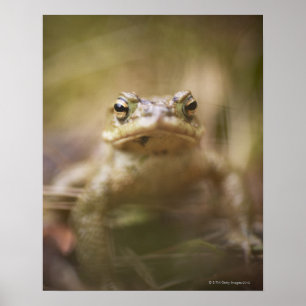 Póster Sapo del día