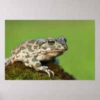 Sapo Verde Europeo