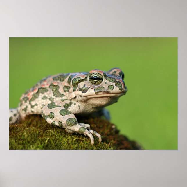 Póster Sapo Verde Europeo (Frente)