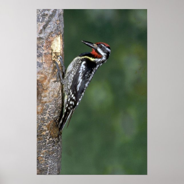 Póster Sapsucker de barriga amarilla (macho) (Frente)