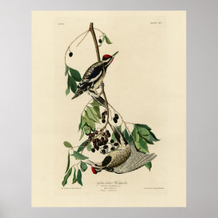 Póster Sapsucker de barriga amarilla, pájaros auduónicos