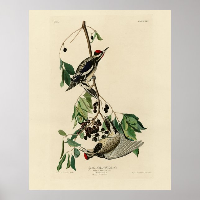 Póster Sapsucker de barriga amarilla, pájaros auduónicos  (Frente)
