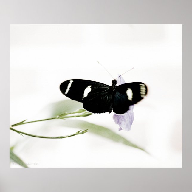 Póster Sara Print (Frente)