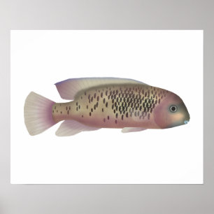Póster Sarabia cichlid