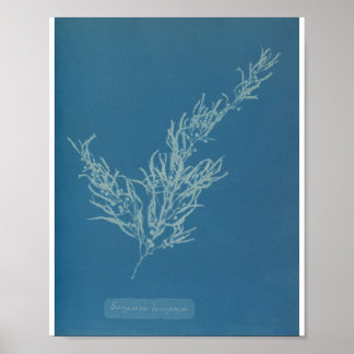 Póster Sargassum bacciferum por Anna Atkins