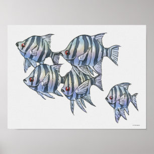 Póster Sargento de Scissortail