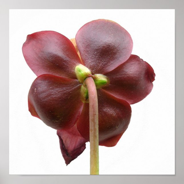 Póster Sarracenia purpurea Pitcher Flor de planta (Frente)