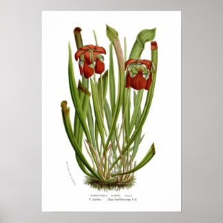 Póster Sarracenia rubra