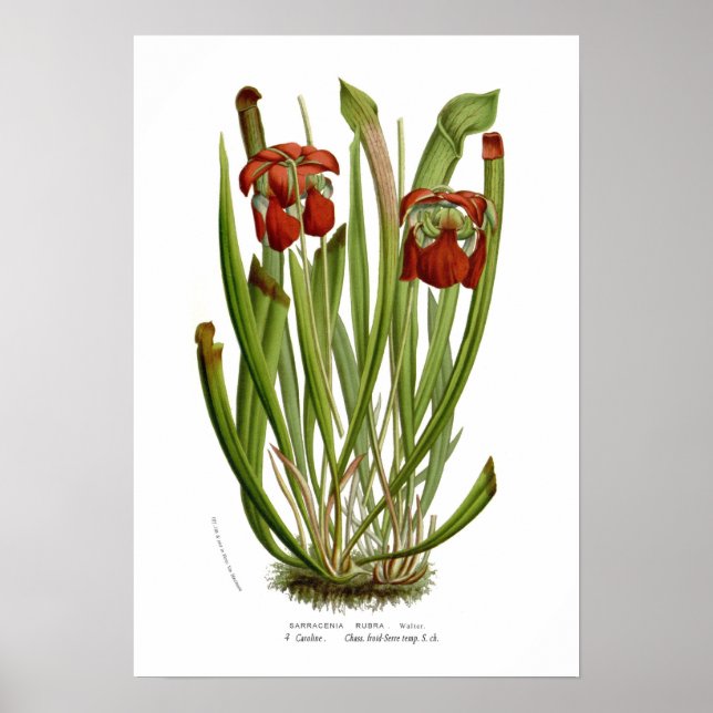 Póster Sarracenia rubra (Frente)