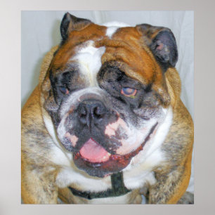 Póster Sassydog el Poster del Bulldog