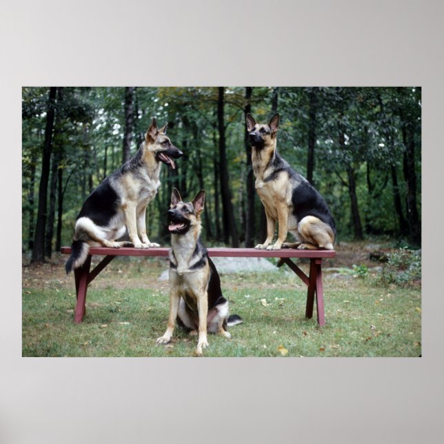 Póster Sassydog German Shepard Poster (Frente)