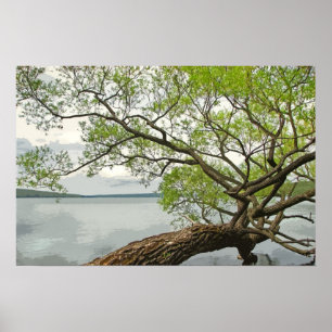 Póster Sauce en el lago
