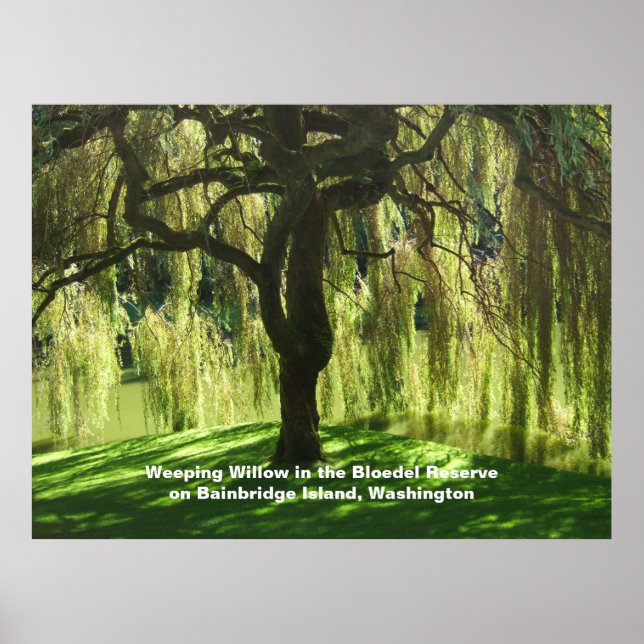 Póster Sauce Llorón Reserva Bloedel Isla Bainbridge (Frente)