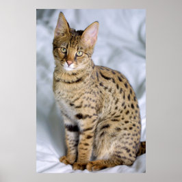 Póster Savannah  Cat