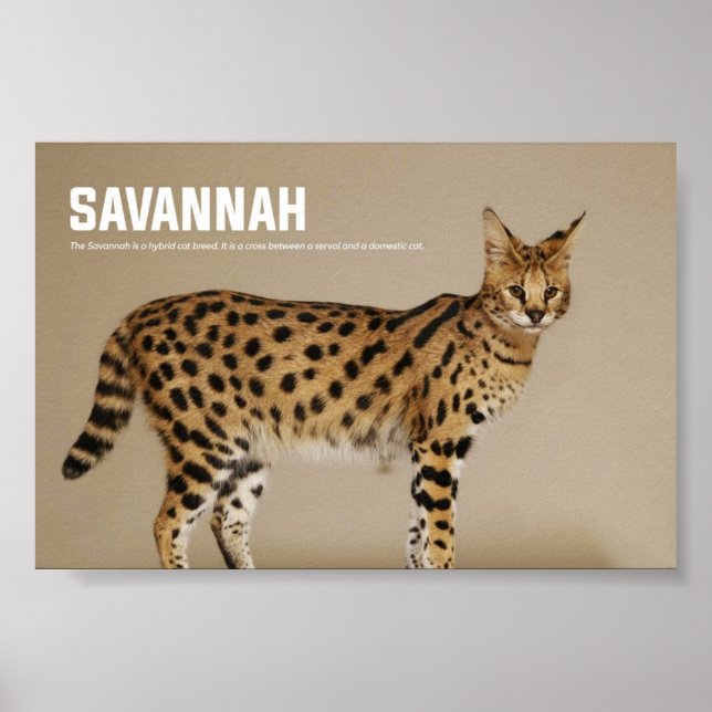 Póster Savannah Cat Breed (Frente)