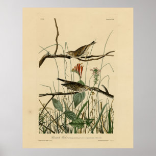 Póster Savannah Finch (Sparrow) Aves Audubon de América