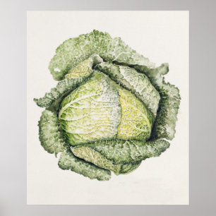 Póster Savoy Cabbage