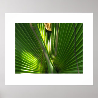 Póster Saw Palmetto Photo Closeup