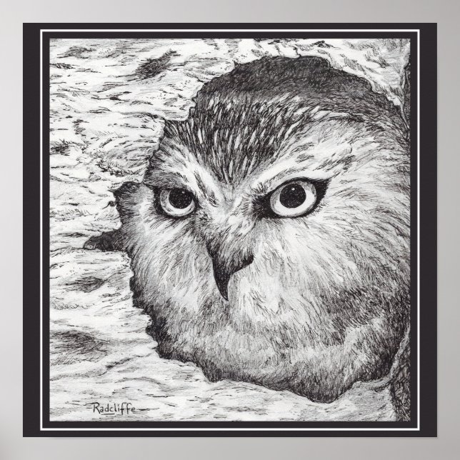 Póster Saw-Whet Owl  (Frente)