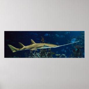 Póster Sawfish llamativo