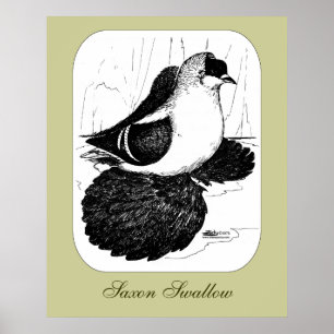Póster Saxon Swallow Pigeon 1978