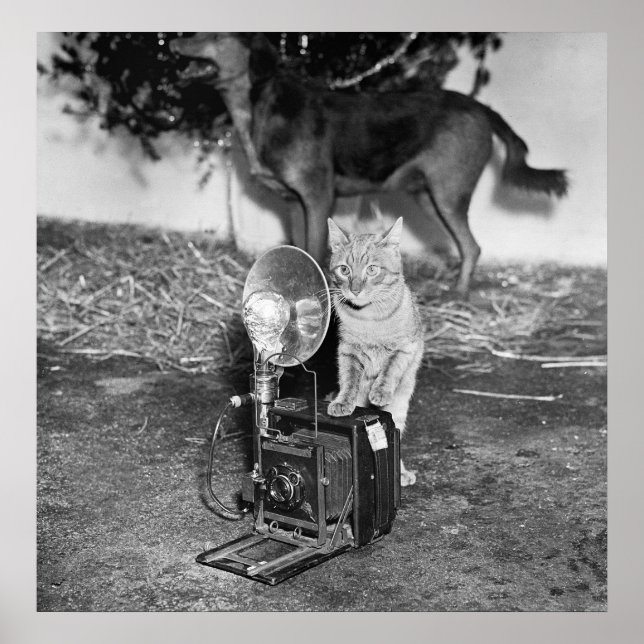 Póster Say Catnip: 1936 (Frente)