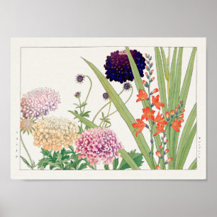 Póster Scabiosa, Montbretia, por Tanigami Konan