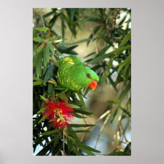 Póster Scaly Breast Lorikeet